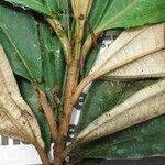 Miconia punctata Arall