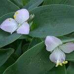 Tradescantia brevifolia Flor