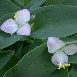 Tradescantia brevifolia 花