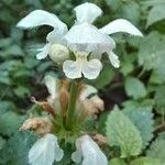 Lamium album Flower