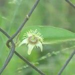 Passiflora suberosaFlor