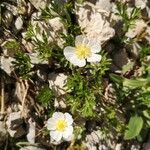 Ranunculus seguieri Flower