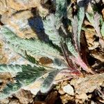 Achillea nana Fuelha