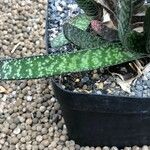 Gasteria carinata Leaf