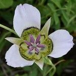 Calochortus gunnisonii Λουλούδι