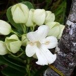 Oxera crassifolia Flower