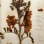 Hedysarum hedysaroides Floare