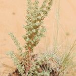 Euphorbia scordiifolia Leaf