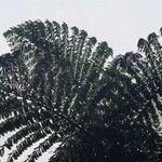 Caryota obtusa Hoja