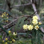 Acacia pentadenia Цвят