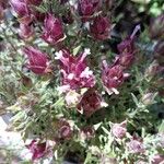 Thymus longiflorus Flower