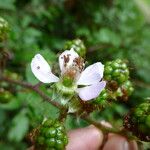 Rubus questieri 花