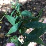 Solidago caesia Leaf