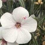 Geranium maderense Blomma