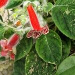 Kohleria amabilis 花