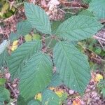 Rubus goniophorus Leaf