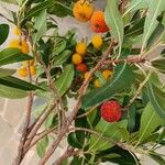 Arbutus andrachne 果