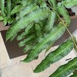 Coniogramme emeiensis Hoja