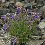 Polemonium chartaceum