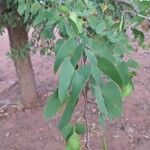 Colophospermum mopane Leaf