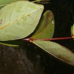 Psidium salutare Fruto