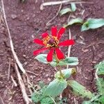 Zinnia peruviana Blüte