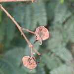 Aeschynomene elaphroxylon फल