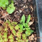 Saxifraga hypnoides Likasa