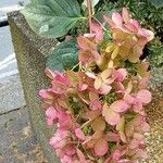Hydrangea paniculata Bloem