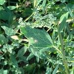 Chenopodium ficifolium Leaf