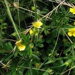 Potentilla erecta Цветок