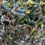 Quercus ilex برگ