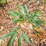 Zygia longifolia Leaf