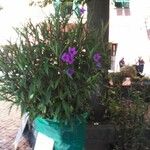 Ruellia simplexKvět