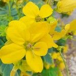 Senna surattensis Flower