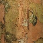 Pradosia ptychandra Bark