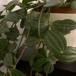 Dischidia ovata Leaf