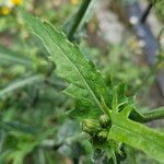 Sonchus oleraceus Fulla