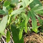 Ficus simplicissima Habitus