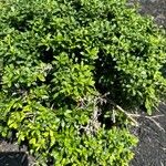 Ilex crenataFuelha