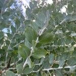 Acacia podalyriifolia Blatt