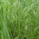 Scirpus sylvaticus Habit