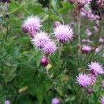 Cirsium arvenseBlodyn