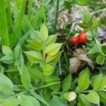 Ruscus aculeatus पत्ता