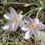 Crocus cambessedesii Характер