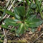 Arabis allionii Habitus