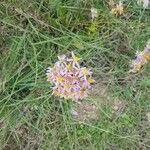 Galatella sedifoliaFlower