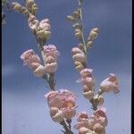 Penstemon palmeri Flor