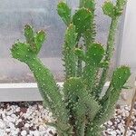 Opuntia monacantha List