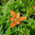 Iris domestica Flor